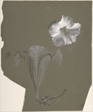 A Study of Two White Lilies, n.d..