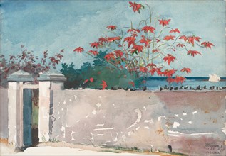 A Wall, Nassau, 1898.