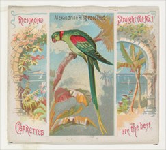 Alexandrine Ring Parakeet, from Birds of the Tropics series (N38) for Allen & Ginter Cigarettes, 1889.