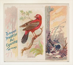Amandava, from the Song Birds of the World series (N42) for Allen & Ginter Cigarettes, 1890.