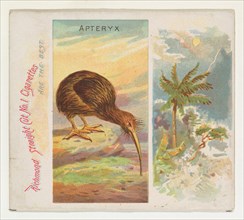 Apteryx, from Birds of the Tropics series (N38) for Allen & Ginter Cigarettes, 1889.