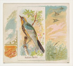 Audobons Warbler, from the Song Birds of the World series (N42) for Allen & Ginter Cigarettes, 1890.