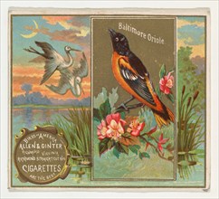 Baltimore Oriole, from the Birds of America series (N37) for Allen & Ginter Cigarettes, 1888.