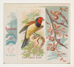 Black-breasted Barbet, from the Song Birds of the World series (N42) for Allen & Ginter Cigarettes, 1890.
