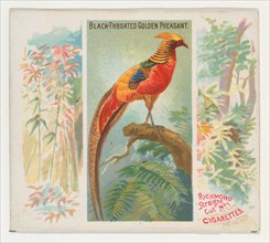 Black-Throated Golden Pheasant, from Birds of the Tropics series (N38) for Allen & Ginter Cigarettes, 1889.