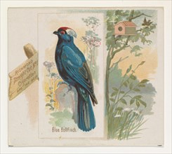 Blue Bullfinch, from the Song Birds of the World series (N42) for Allen & Ginter Cigarettes, 1890.
