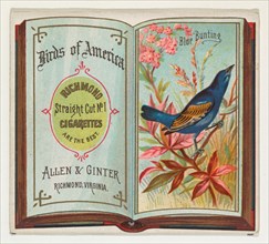 Blue Bunting, from the Birds of America series (N37) for Allen & Ginter Cigarettes, 1888.