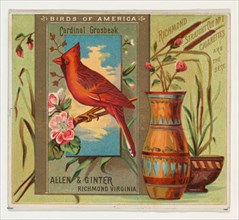 Cardinal Grosbeak, from the Birds of America series (N37) for Allen & Ginter Cigarettes, 1888.