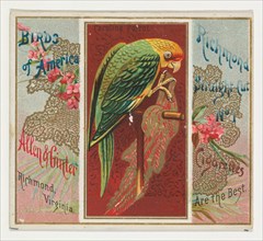 Carolina Parrot, from the Birds of America series (N37) for Allen & Ginter Cigarettes, 1888.