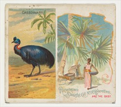 Cassowary, from Birds of the Tropics series (N38) for Allen & Ginter Cigarettes, 1889.