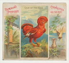 Cock-of-the-Rock, from Birds of the Tropics series (N38) for Allen & Ginter Cigarettes, 1889.