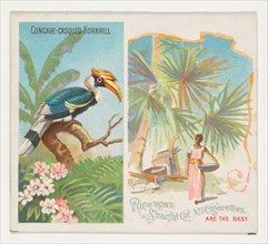 Concave-Casqued Hornbill, from Birds of the Tropics series (N38) for Allen & Ginter Cigarettes, 1889.