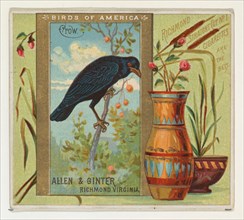 Crow, from the Birds of America series (N37) for Allen & Ginter Cigarettes, 1888.
