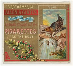 Dipper, from the Birds of America series (N37) for Allen & Ginter Cigarettes, 1888.