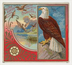 Eagle, from the Birds of America series (N37) for Allen & Ginter Cigarettes, 1888.