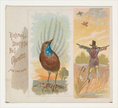 Emeu Wren, from the Song Birds of the World series (N42) for Allen & Ginter Cigarettes, 1890.