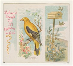 Golden Oriole, from the Song Birds of the World series (N42) for Allen & Ginter Cigarettes, 1890.