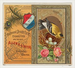 Goldfinch, from the Birds of America series (N37) for Allen & Ginter Cigarettes, 1888.