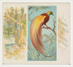 Great Bird of Paradise, from Birds of the Tropics series (N38) for Allen & Ginter Cigarettes, 1889.