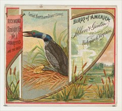 Great Northern Diver (Loon), from the Birds of America series (N37) for Allen & Ginter Cigarettes, 1888.