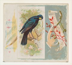 Huia, from the Song Birds of the World series (N42) for Allen & Ginter Cigarettes, 1890.