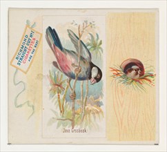 Java Grosbeak, from the Song Birds of the World series (N42) for Allen & Ginter Cigarettes, 1890.