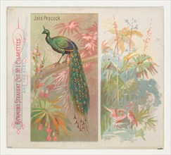 Java Peacock, from Birds of the Tropics series (N38) for Allen & Ginter Cigarettes, 1889.