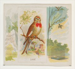 Linnet, from the Song Birds of the World series (N42) for Allen & Ginter Cigarettes, 1890.