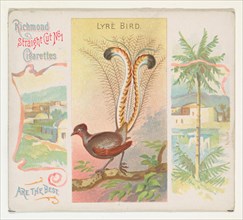 Lyre Bird, from Birds of the Tropics series (N38) for Allen & Ginter Cigarettes, 1889.