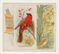 Madagascar Grosbeak, from the Song Birds of the World series (N42) for Allen & Ginter Cigarettes, 1890.