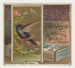 Martin, from the Birds of America series (N37) for Allen & Ginter Cigarettes, 1888.