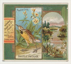 Meadow Lark, from the Birds of America series (N37) for Allen & Ginter Cigarettes, 1888.