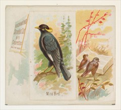 Mino Bird, from the Song Birds of the World series (N42) for Allen & Ginter Cigarettes, 1890.