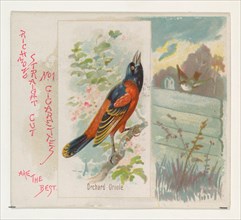 Orchard Oriole, from the Song Birds of the World series (N42) for Allen & Ginter Cigarettes, 1890.