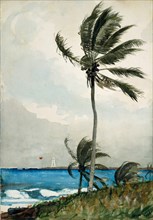 Palm Tree, Nassau, 1898.