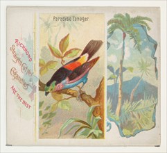 Paradise Tanager, from Birds of the Tropics series (N38) for Allen & Ginter Cigarettes, 1889.