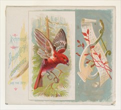 Pine Grosbeak, from the Song Birds of the World series (N42) for Allen & Ginter Cigarettes, 1890.