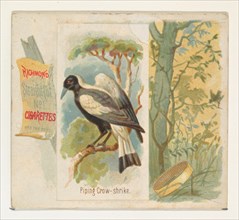 Piping Crow-shrike, from the Song Birds of the World series (N42) for Allen & Ginter Cigarettes, 1890.