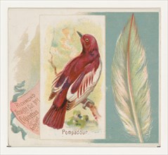 Pompadour, from the Song Birds of the World series (N42) for Allen & Ginter Cigarettes, 1890.