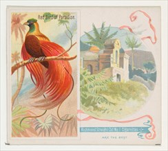 Red Bird of Paradise, from Birds of the Tropics series (N38) for Allen & Ginter Cigarettes, 1889.