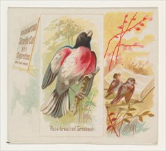 Rose-breasted Grosbeak, from the Song Birds of the World series (N42) for Allen & Ginter Cigarettes, 1890.