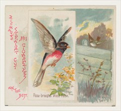 Rose-breasted Wood Robin, from the Song Birds of the World series (N42) for Allen & Ginter Cigarettes, 1890.