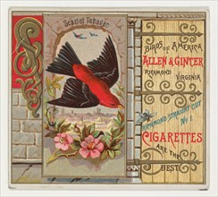 Scarlet Tanager, from the Birds of America series (N37) for Allen & Ginter Cigarettes, 1888.