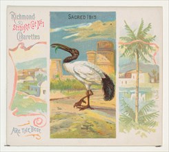Sacred Ibis, from Birds of the Tropics series (N38) for Allen & Ginter Cigarettes, 1889.