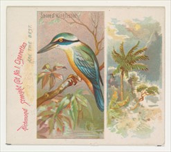 Sacred Kingfisher, from Birds of the Tropics series (N38) for Allen & Ginter Cigarettes, 1889.