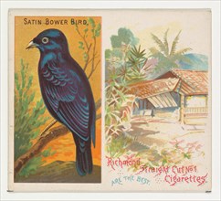 Satin Bower Bird, from Birds of the Tropics series (N38) for Allen & Ginter Cigarettes, 1889.
