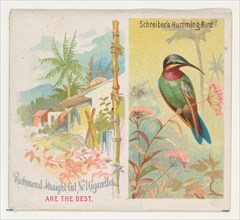 Schreiber's Hummingbird, from Birds of the Tropics series (N38) for Allen & Ginter Cigarettes, 1889.