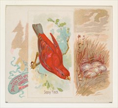 Sepoy Finch, from the Song Birds of the World series (N42) for Allen & Ginter Cigarettes, 1890.