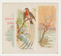 Shaft-tailed Bunting, from the Song Birds of the World series (N42) for Allen & Ginter Cigarettes, 1890.
