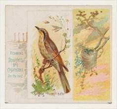 Singing Honey-eater, from the Song Birds of the World series (N42) for Allen & Ginter Cigarettes, 1890.